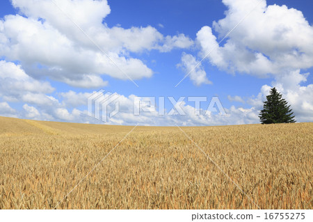 Hokkaido Biei-cho A tree and the hill of Mugi Autumn Hokkaido Biei-cho A tree and the hill of Mugi Autumn 16755275