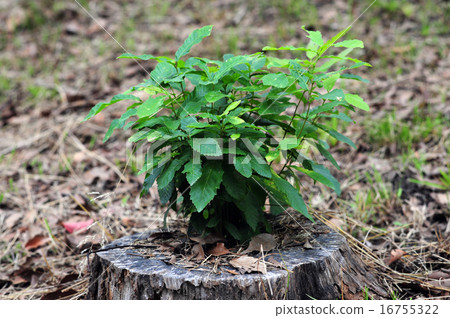 Wood of the oak tree 16755322