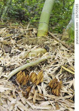 Mimibusatake 16755385