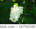 Kashiwaha繡球花 16756506