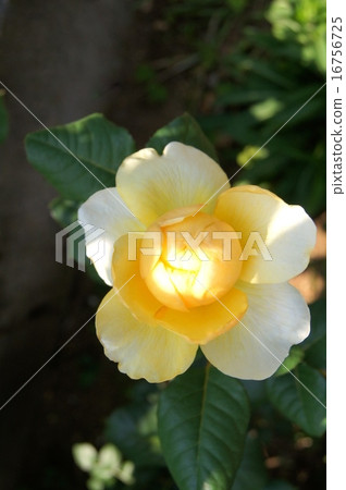 Yellow rose: Jeanne d'Arc (Yang spec) 16756725