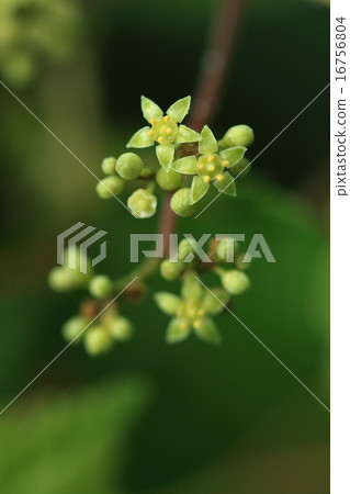 天然植物Nobudo，雄蕊和花瓣立即下落，只留下花板 16756804