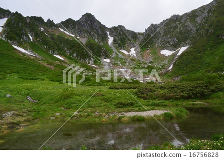 千疊敷捲曲 千疊敷捲曲 16756828