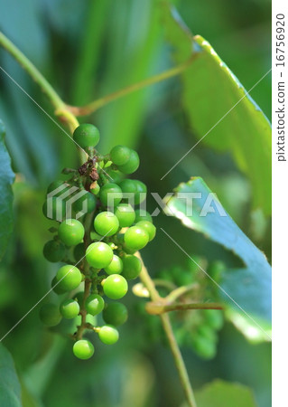 天然植物Ebidzuru，葡萄串從nobudo附加，但為什麼“葡萄”沒有命名 16756920