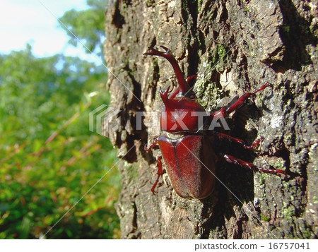 Beetle (2015 Nagoya city, Aichi prefecture) Beetle (2015 Nagoya city, Aichi prefecture) 16757041
