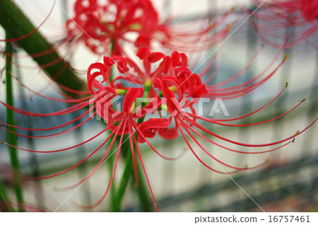 Cluster amaryllis Cluster amaryllis 16757461