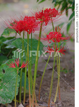 Cluster amaryllis Cluster amaryllis 16757474