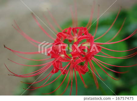 群集孤挺花 群集孤挺花 16757475