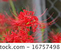 Cluster amaryllis 16757498