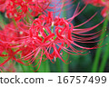 Cluster amaryllis 16757499