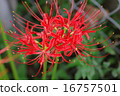 Cluster amaryllis 16757501