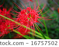 Cluster amaryllis 16757502