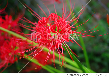 Cluster amaryllis 16757502