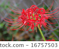 Cluster amaryllis 16757503
