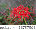 Cluster amaryllis 16757504