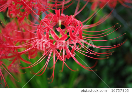 群集孤挺花 群集孤挺花 16757505