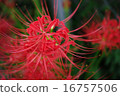 Cluster amaryllis 16757506