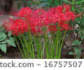 Cluster amaryllis 16757507