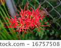 Cluster amaryllis 16757508