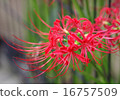 Cluster amaryllis 16757509