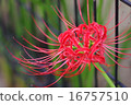 Cluster amaryllis 16757510