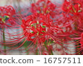 Cluster amaryllis 16757511