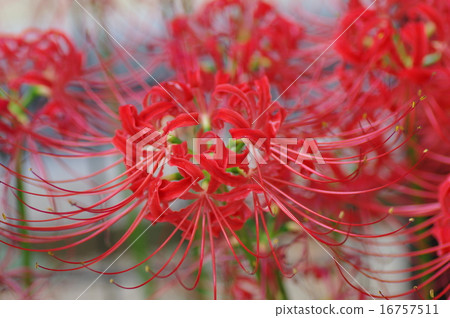 群集孤挺花 群集孤挺花 16757511