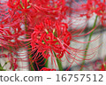 Cluster amaryllis 16757512