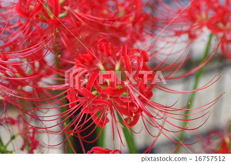 Cluster amaryllis 16757512