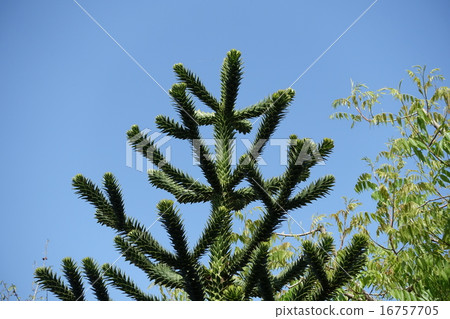 Monkey Puzzle 16757705