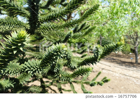 Monkey Puzzle 16757706