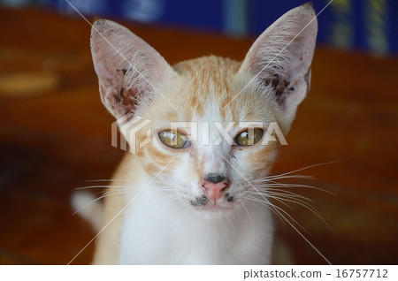 orange kitten orange kitten 16757712