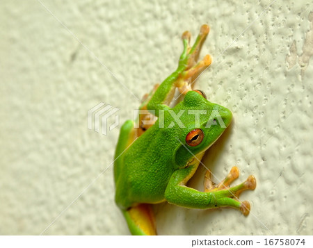 Moriaogael(伊勢郡,Ibifawa-cho,岐阜縣,2015) Moriaogael(伊勢郡,Ibifawa-cho,岐阜縣,2015) 16758074