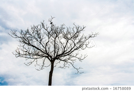 cloudy sky and one tree silhouette 16758089