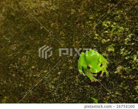 Moria鷗青蛙 Moria鷗青蛙 16758160