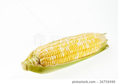 Corn Corn 16758499