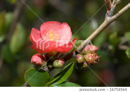 Blurred flowers Blurred flowers 16758564