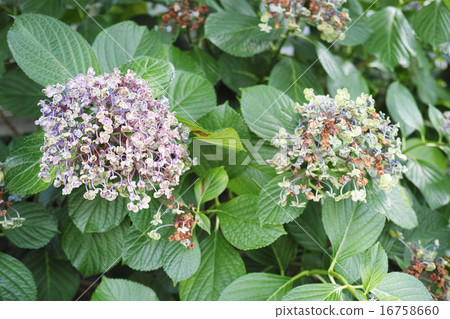 Hydrangea which began to wither past the prime 16758660