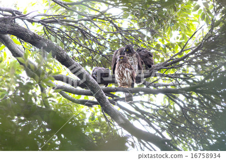 Ao bazook parent and child 16758934