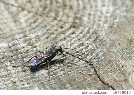 生物昆蟲Rurigijabi，一個聰明的聰明的蜜蜂，其光澤的顏色金屬光澤是美麗的。我們將餵養幼蟲等。 16759013
