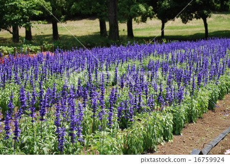 lavender lavender 16759924