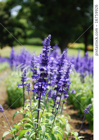 lavender 16759926