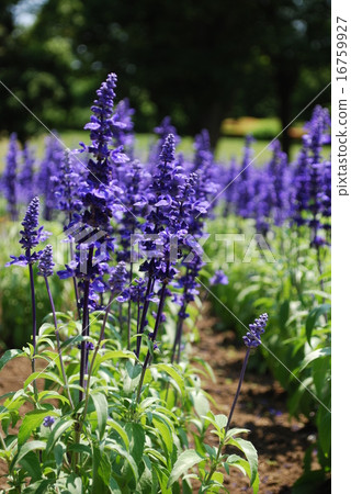 lavender lavender 16759927