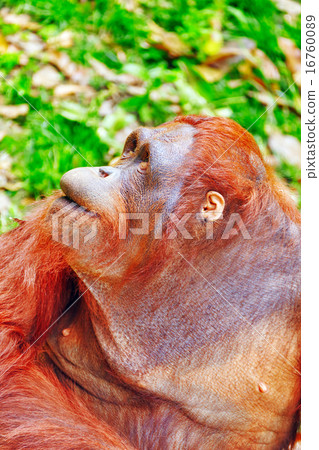 Orang Utan. 16760089