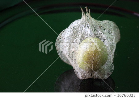 地面櫻桃 16760325