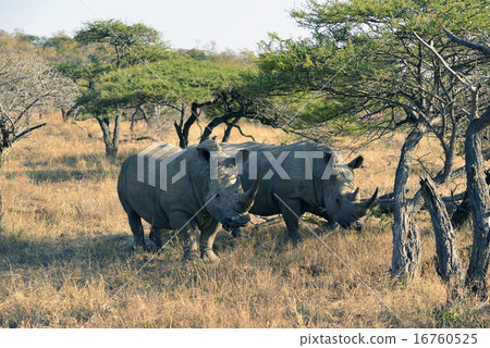 A couple of white roses A couple of white roses 16760525