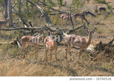 Flock of Impala Flock of Impala 16760526