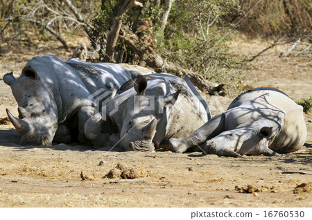 白犀牛的午睡 白犀牛的午睡 16760530