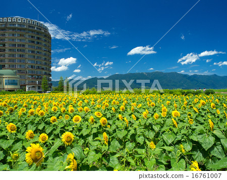Sunflower in Nagisa Park Sunflower in Nagisa Park 16761007