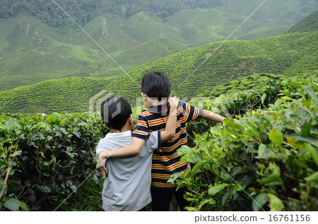Two little boy playing in the tea plantation Two little boy playing in the tea plantation 16761156
